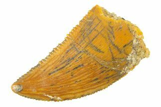 Serrated, Raptor Tooth - Real Dinosaur Tooth #285175