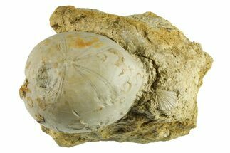 Cretaceous Sea Urchin (Holaster) Fossil - Texas #285616