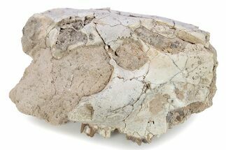 Partial Oreodont (Merycoidodon) Upper Skull - South Dakota #285654