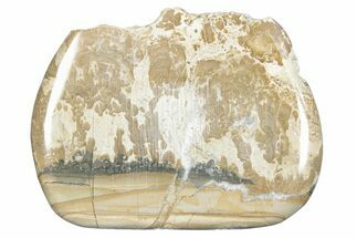 Triassic Aged Stromatolite Fossil - England #285738