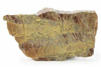 Polished Stromatolite (Jurusania) From Russia - Million Years #286393
