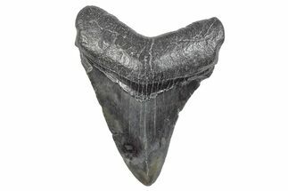 Fossil Megalodon Tooth - South Carolina #286524