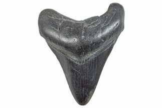 Fossil Megalodon Tooth - South Carolina #286526