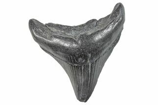 Fossil Megalodon Tooth - South Carolina #286530