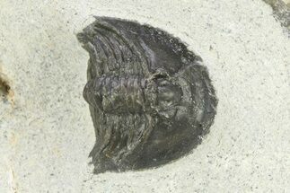 Bargain, Dechenella Trilobite - Scarce Species #286565