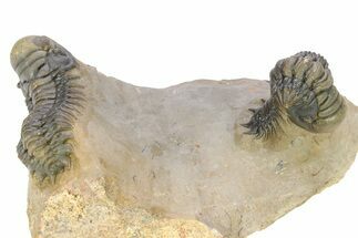 Pair of Crotalocephalina Trilobite Fossils - Atchana, Morocco #283915