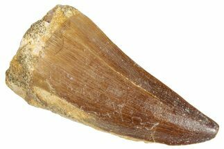 Fossil Mosasaur (Mosasaurus) Tooth - Morocco #286277