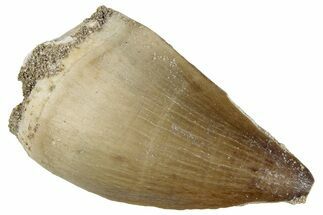 Fossil Mosasaur (Prognathodon) Tooth - Morocco #286304