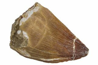 Fossil Mosasaur (Prognathodon) Tooth - Morocco #286366