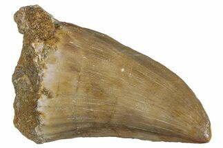 Fossil Mosasaur (Mosasaurus) Tooth - Morocco #286370