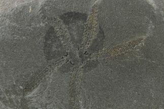 Ordovician Brittle Star (Ophiura) - Morocco #286682
