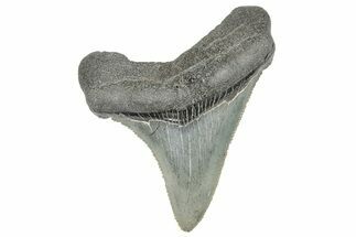 Serrated, Juvenile Megalodon Tooth - South Carolina #286591