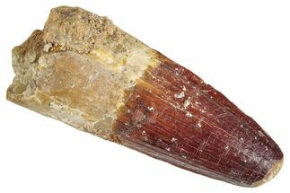 Fossil Spinosaurus Tooth - Real Dinosaur Tooth #286712