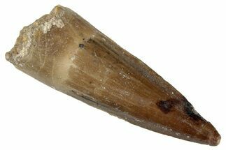 Fossil Spinosaurus Tooth - Real Dinosaur Tooth #286731