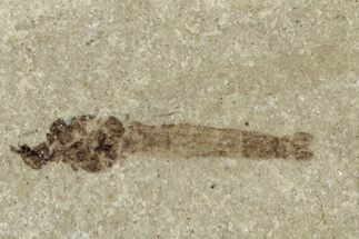 Fossil Cranefly (Tipulidae) - Green River Formation, Colorado #286390
