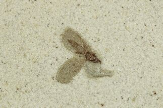 Fossil Fly (Diptera) - Green River Formation, Colorado #286401