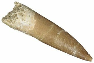 Fossil Plesiosaur (Zarafasaura) Tooth - Morocco #287177