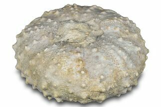 Cretaceous Echinoid (Phymosoma) Fossil - Texas #287338