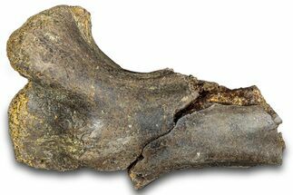 Hadrosaur Bone Section - Montana #287435