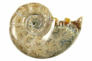Polished Ammonite (Argonauticeras) Fossil - Madagascar #287567