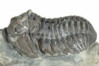 Flexicalymene Trilobite Fossil - Indiana #287625