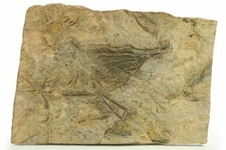 Ordovician Fossil Crinoid Plate - Marzane, Morocco #287734