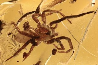 Detailed Fossil Spider (Araneae) In Baltic Amber #288168