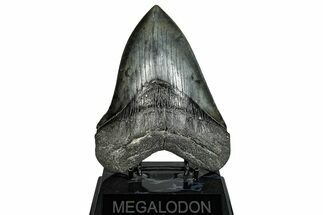 Fossil Megalodon Tooth - South Carolina #288234
