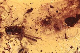 Fossil Aphids, Midges, Wasp, Gnat, Beetle & Spider Exuvia in Amber #288483
