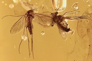 Detailed Fossil Fly and Fungus Gnat in Baltic Amber #288487