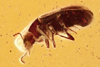 Detailed Hairy Fungus Beetle (Mycetophagidae) in Baltic Amber #288501