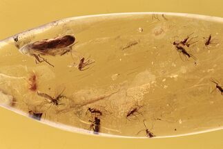 Detailed Fossil Froghopper and Fungus Gnat Swarm in Baltic Amber #288507