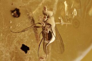 Fossil Fly (Dolichopodidae) with Several Mites (Acari) in Baltic Amber #288571