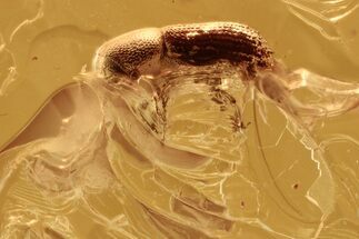 Detailed Fossil Bark Beetle (Scolytinae) in Baltic Amber #288576