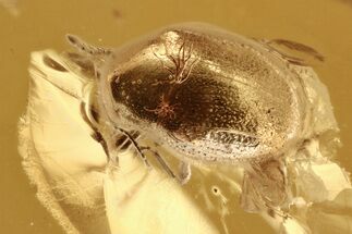 Fossil Beetle (Ptinidae) and Plant Debris in Baltic Amber #288591
