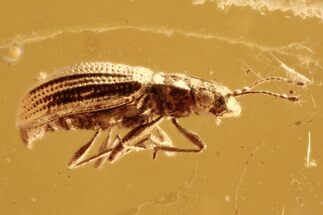Fossil Fungus Beetle (Latridiidae) in Baltic Amber #288607