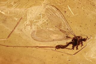 Fossil Crane Fly (Limoniidae) and Mite (Acari) in Baltic Amber #288707