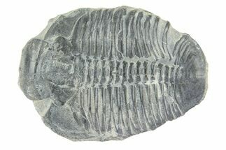 Elrathia Trilobite Fossil - Utah #288954