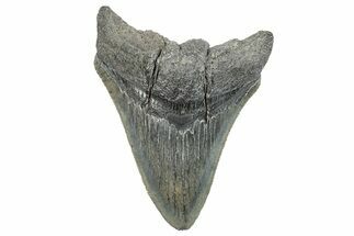 Serrated, Fossil Megalodon Tooth - South Carolina #288189