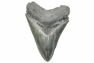 Serrated, Fossil Megalodon Tooth - South Carolina #288196