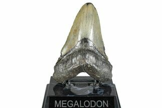 Fossil Megalodon Tooth - South Carolina #288221