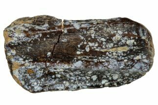 Fossil Hadrosaur (Edmontosaurus) Partial Tooth - Wyoming #288148