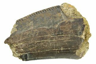Serrated Tyrannosaur (T-Rex) Tooth Section - Wyoming #289137