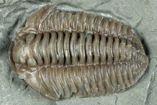 Flexicalymene Trilobite Fossil - Indiana #289051