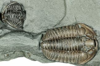 Flexicalymene Trilobite Fossil - Indiana #289062