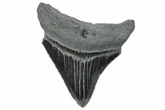 Serrated, Juvenile Megalodon Tooth - South Carolina #289252