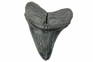 Serrated, Fossil Megalodon Tooth - South Carolina #289263