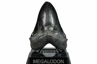 Serrated, Fossil Megalodon Tooth - South Carolina #289346