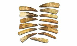 Clearance Lot: to Bargain Spinosaurus Teeth - Pieces #289409