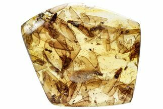 Polished Colombian Copal ( g) - Packed with Insects! #286965